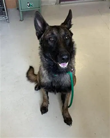 Mason - Belgian Shepherd Malinois