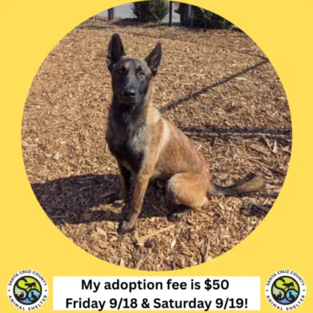 Mason - Belgian Shepherd Malinois