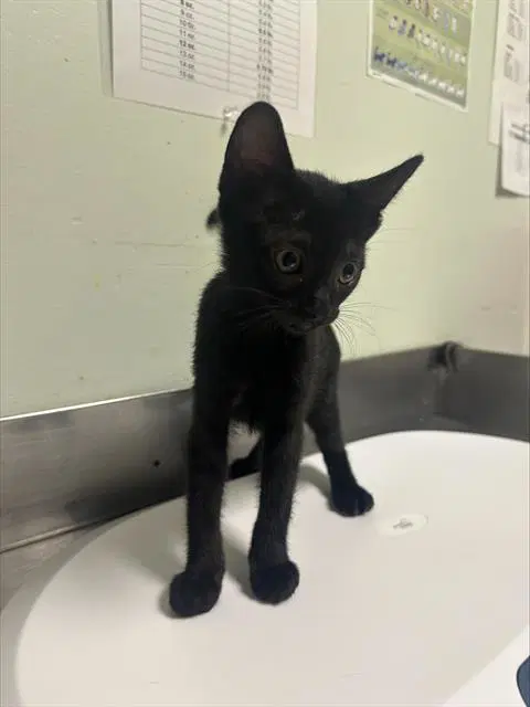 Chickpea - Domestic Short Hair