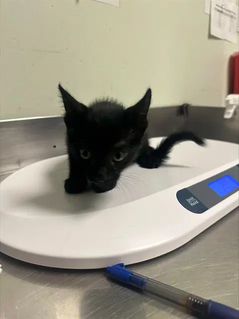 Fava - Domestic Medium Hair