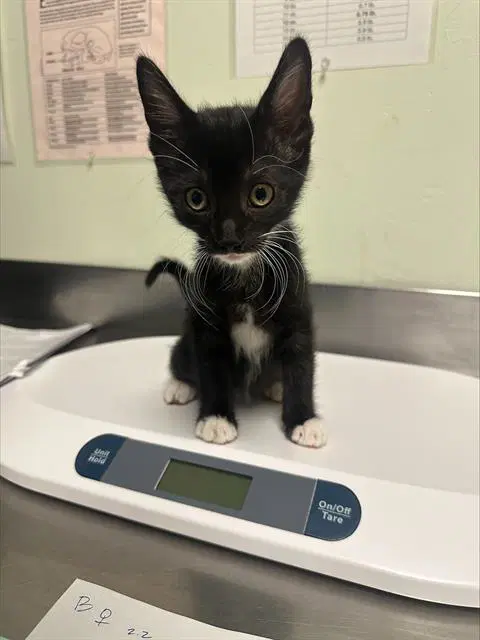 Moong - Domestic Short Hair