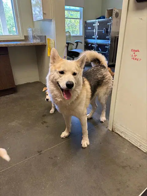 Kenai - Siberian Husky