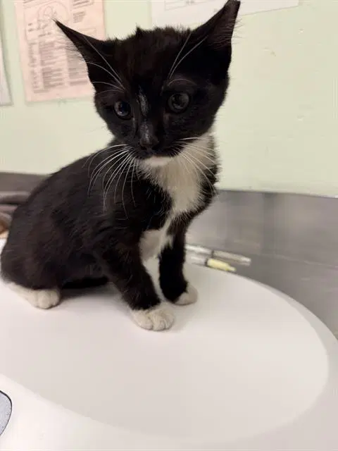 Bea - Domestic Short Hair