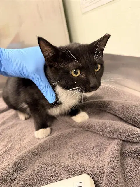 Betty - Domestic Short Hair