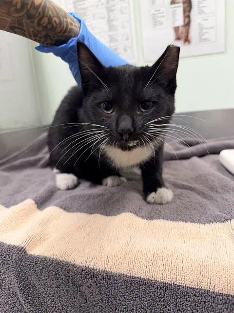 Rue - Domestic Short Hair