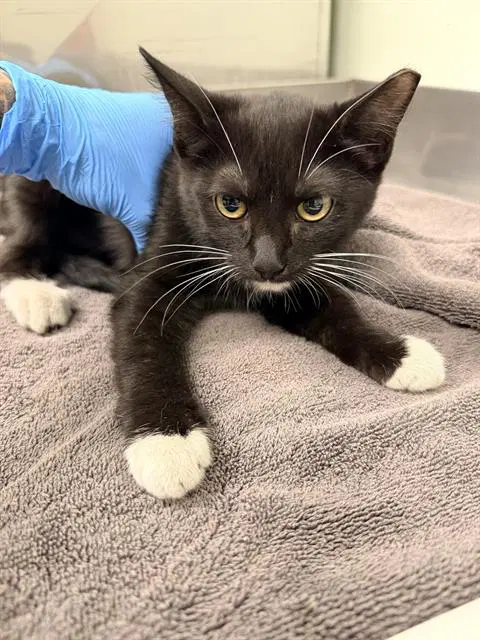 Estelle - Domestic Short Hair