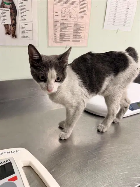 Big Dipper - Domestic Short Hair