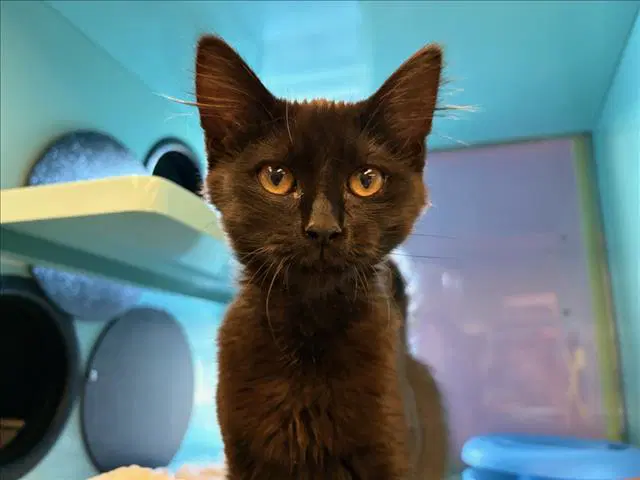 Purr-Fect - Domestic Medium Hair