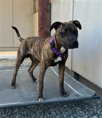 Gruffi - Pit Bull Terrier