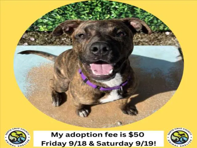 Gruffi - Pit Bull Terrier