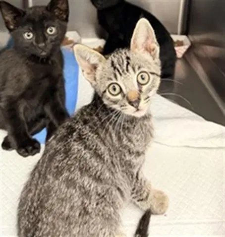 Relish - Domestic Short Hair
