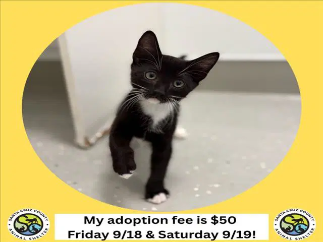 Tuxedo - Domestic Short Hair