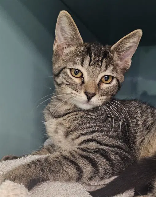 Flute - Domestic Short Hair