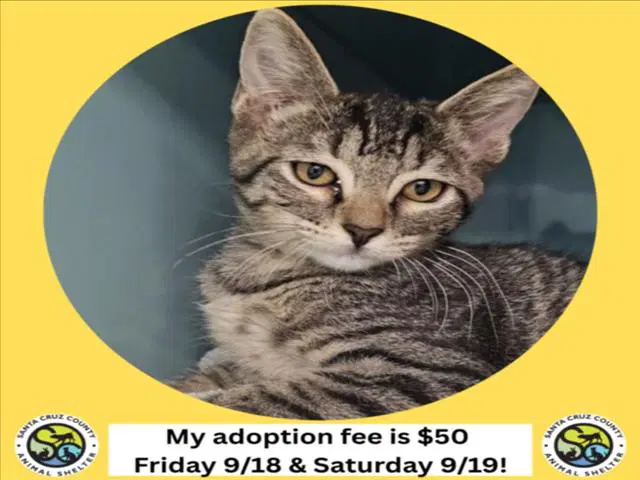 Flute - Domestic Short Hair