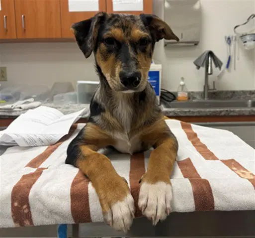 Dodger - Catahoula Leopard Dog