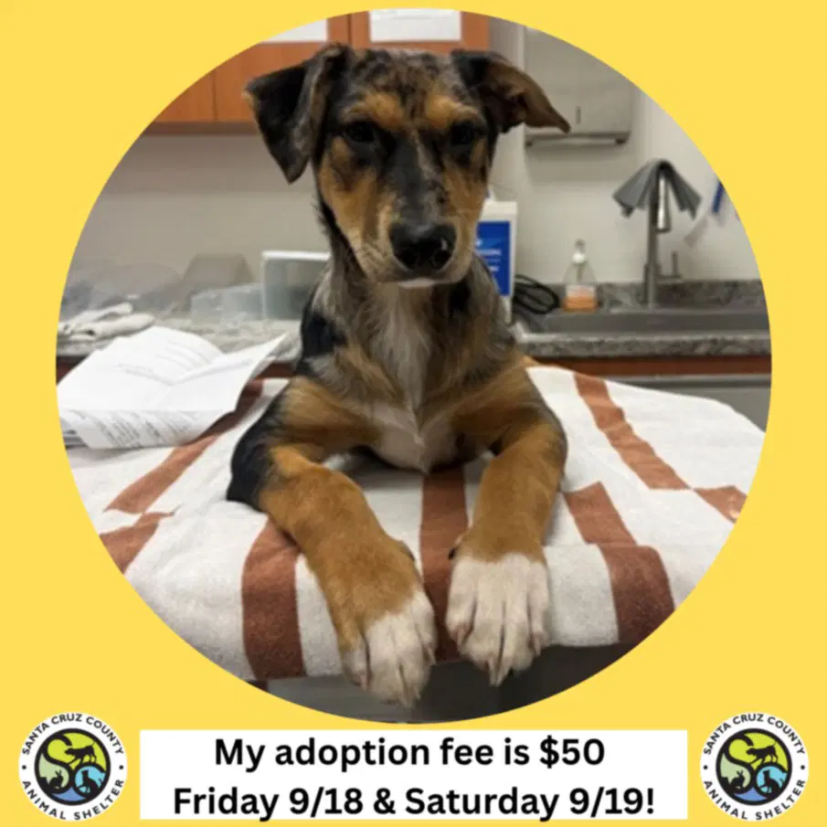 Dodger - Catahoula Leopard Dog