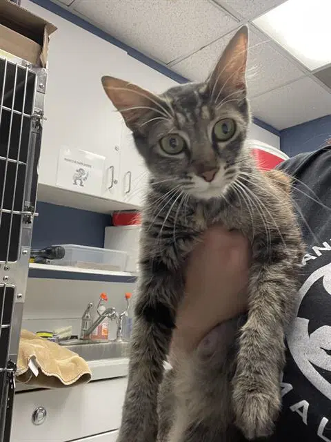 Norma - Domestic Short Hair