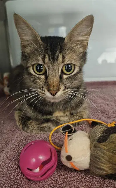 Norma - Domestic Short Hair