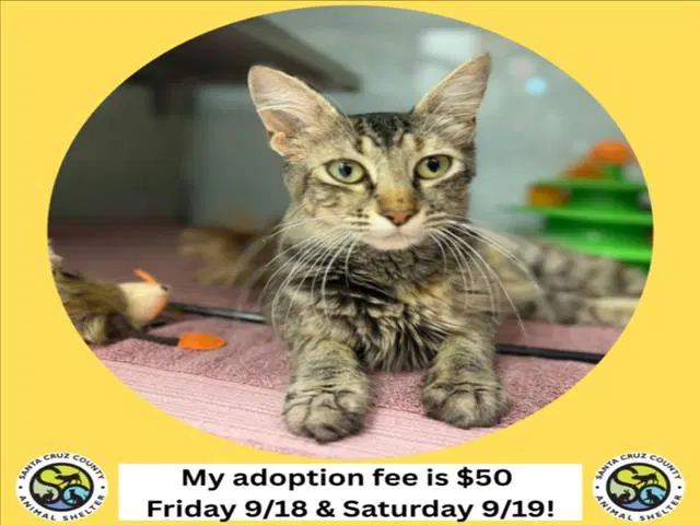 Norma - Domestic Short Hair