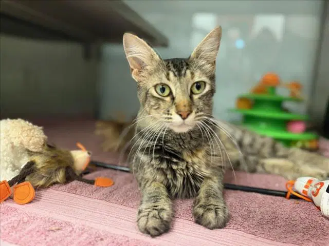 Norma - Domestic Short Hair