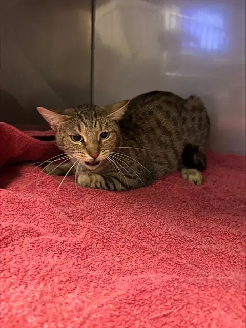 Mama - Domestic Short Hair