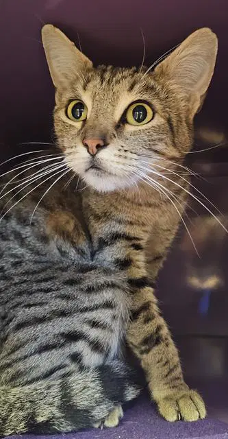 Mama - Domestic Short Hair