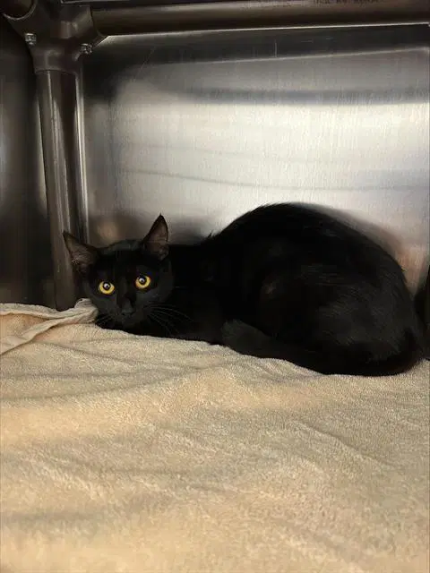 Avalon - Domestic Short Hair