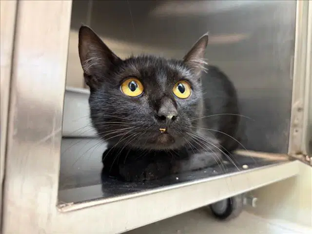 Avalon - Domestic Short Hair