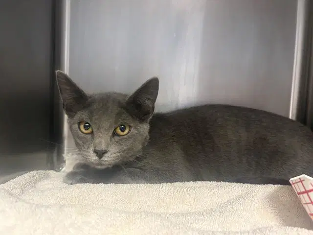 Cloudy - Domestic Short Hair