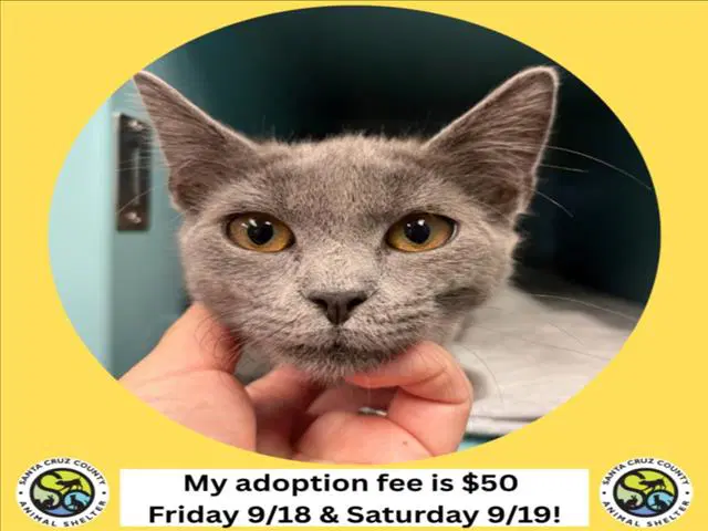 Cloudy - Domestic Short Hair
