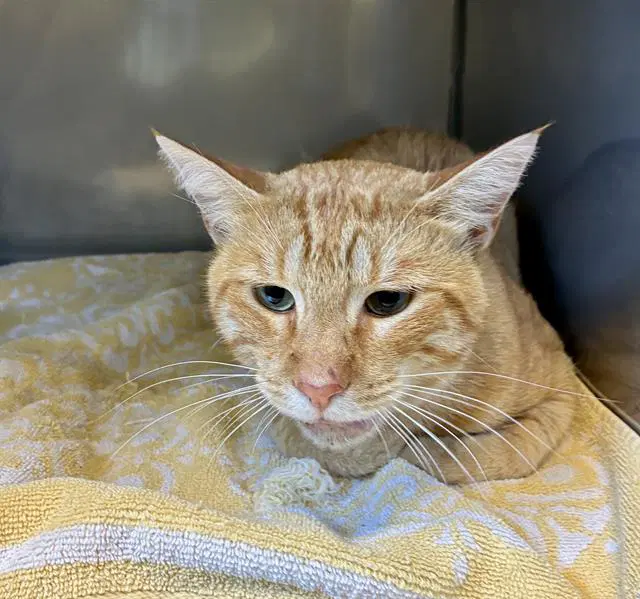 Unknown - Domestic Short Hair