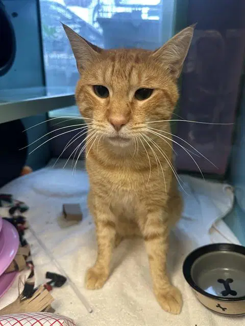 Unknown - Domestic Short Hair