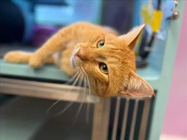 Unknown - Domestic Short Hair