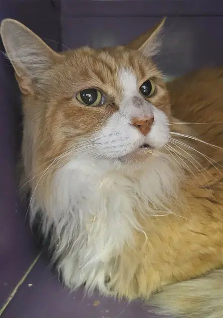 Mr P - Domestic Long Hair