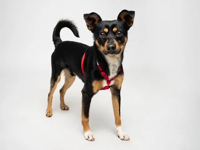 Simba - Miniature Pinscher