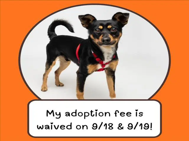 Simba - Miniature Pinscher