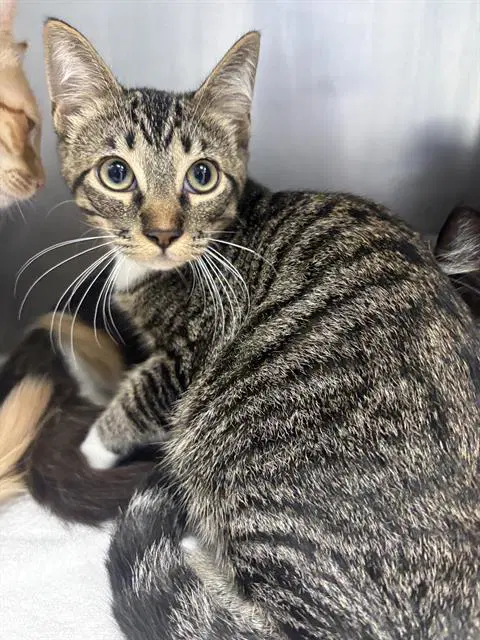Valkyrie - Domestic Short Hair
