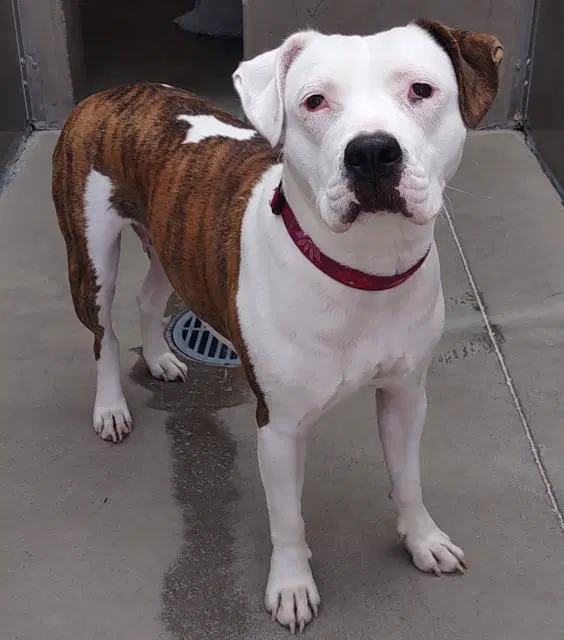 Ziya - Pit Bull Terrier