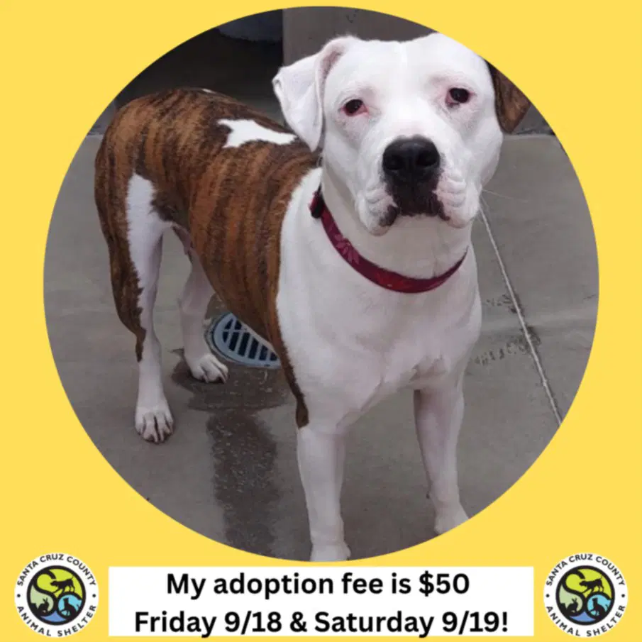 Ziya - Pit Bull Terrier