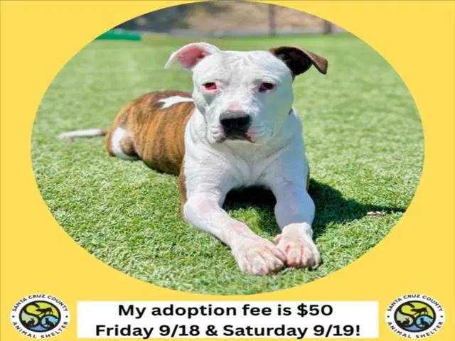 Ziya - Pit Bull Terrier