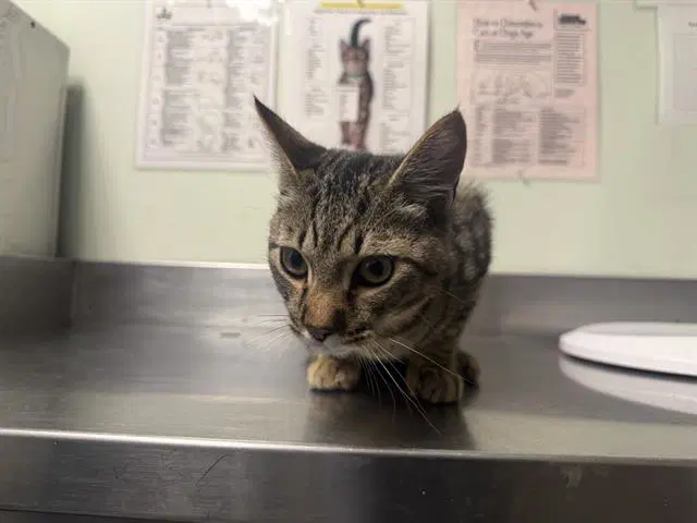 Linus - Domestic Short Hair