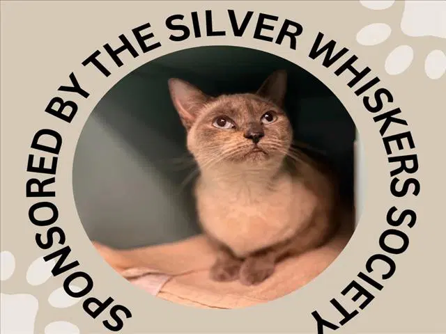 Ember - Siamese