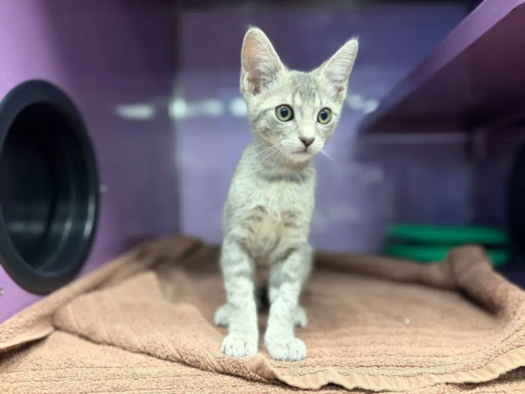Johnny - Domestic Short Hair