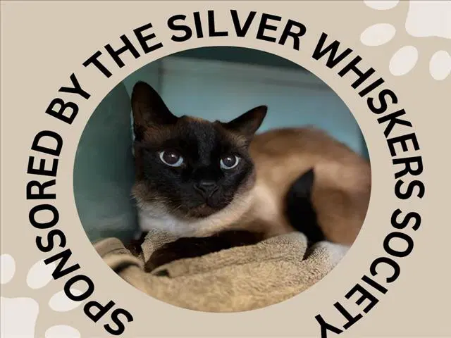Oliver - Siamese