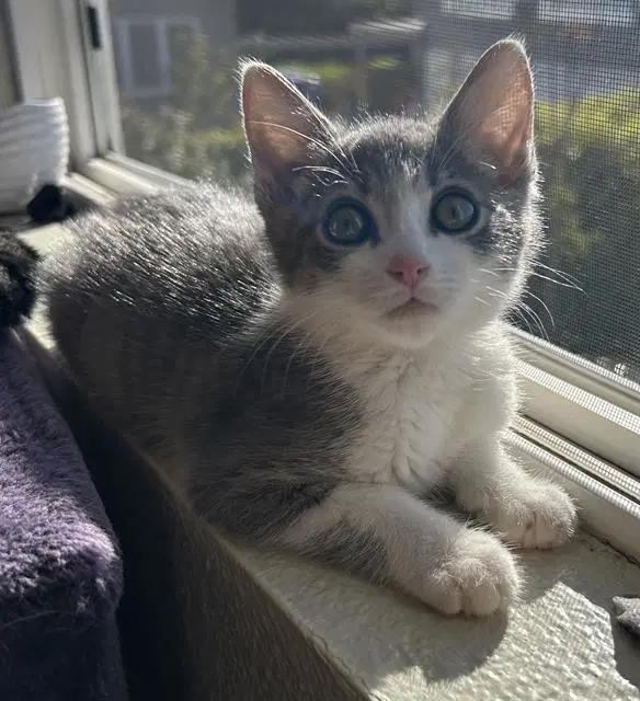 Velcro - Domestic Short Hair