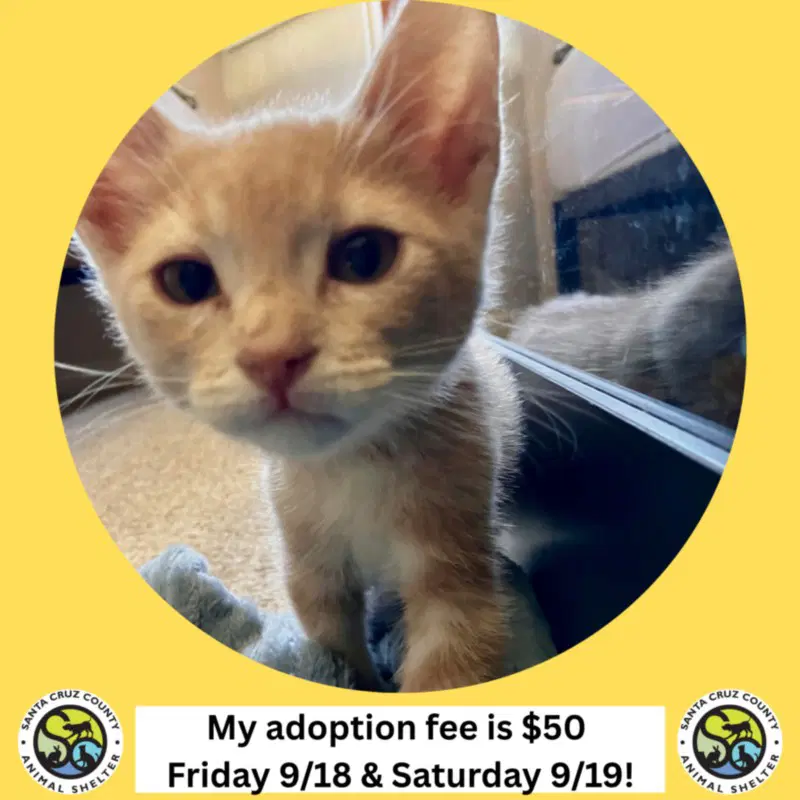 Darwin - Domestic Short Hair
