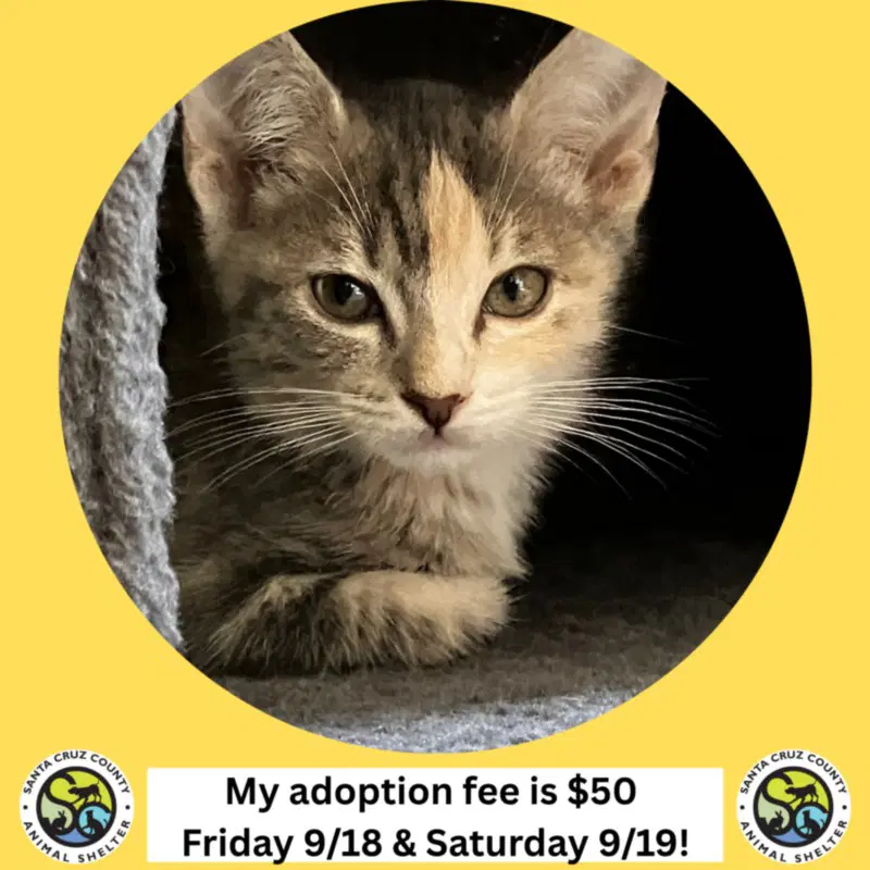 Fiona - Domestic Short Hair
