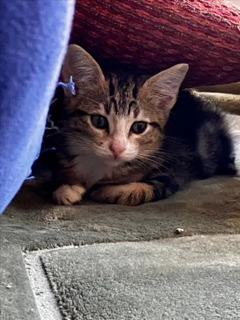 Ellie - Domestic Short Hair