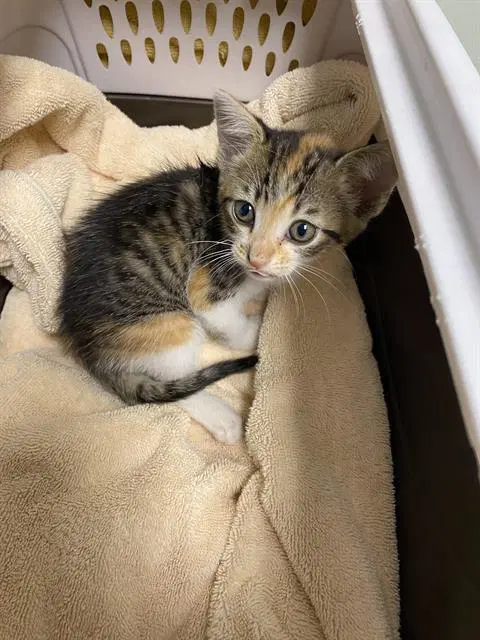 Dolly - Domestic Short Hair