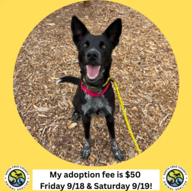 Socks - Belgian Shepherd Malinois